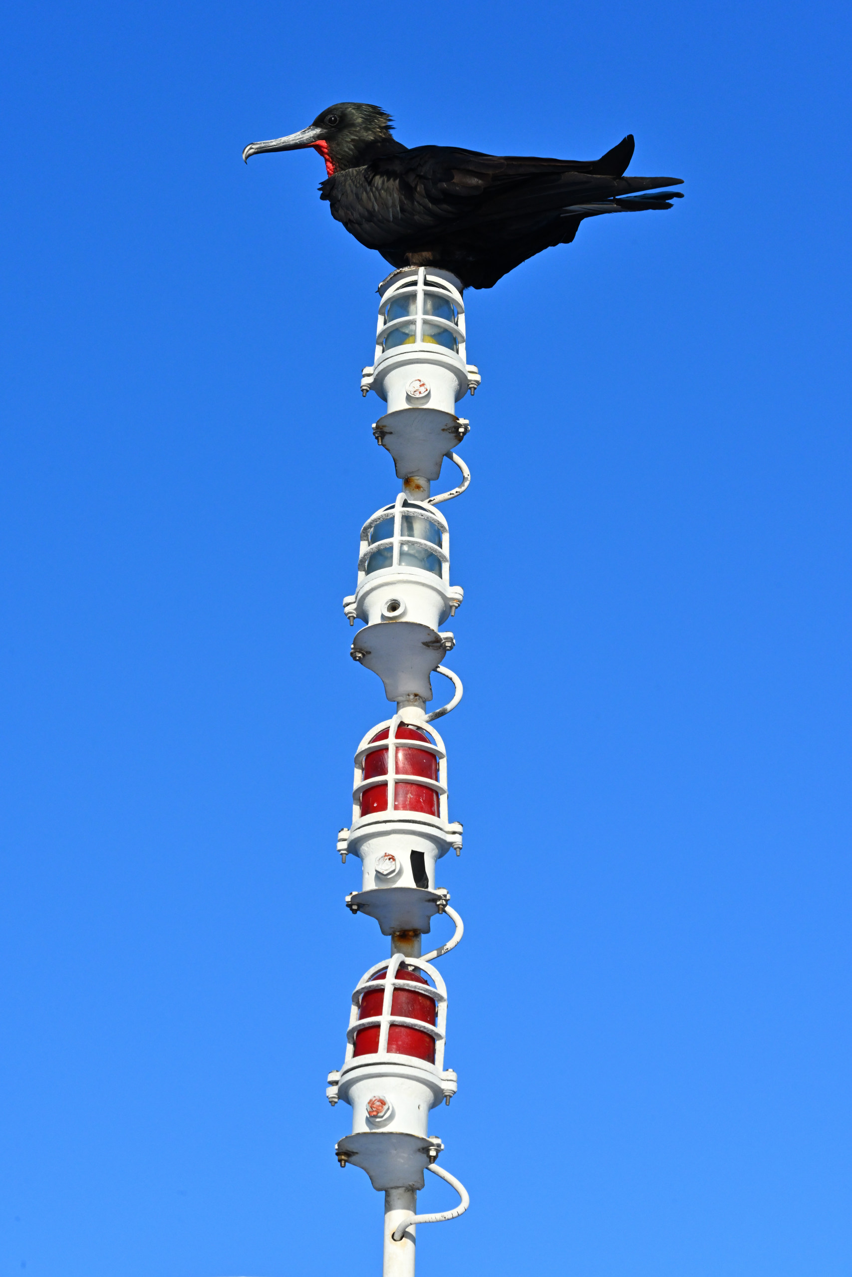 Frigate birds, frequent visitors on the Fragata