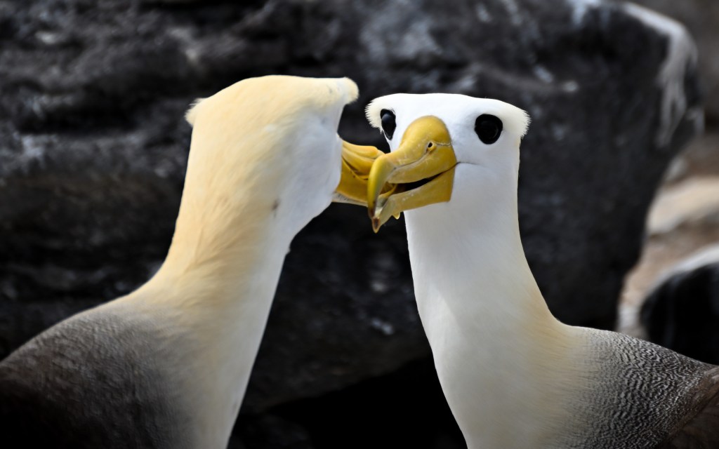 Galápagos: Island Mornings